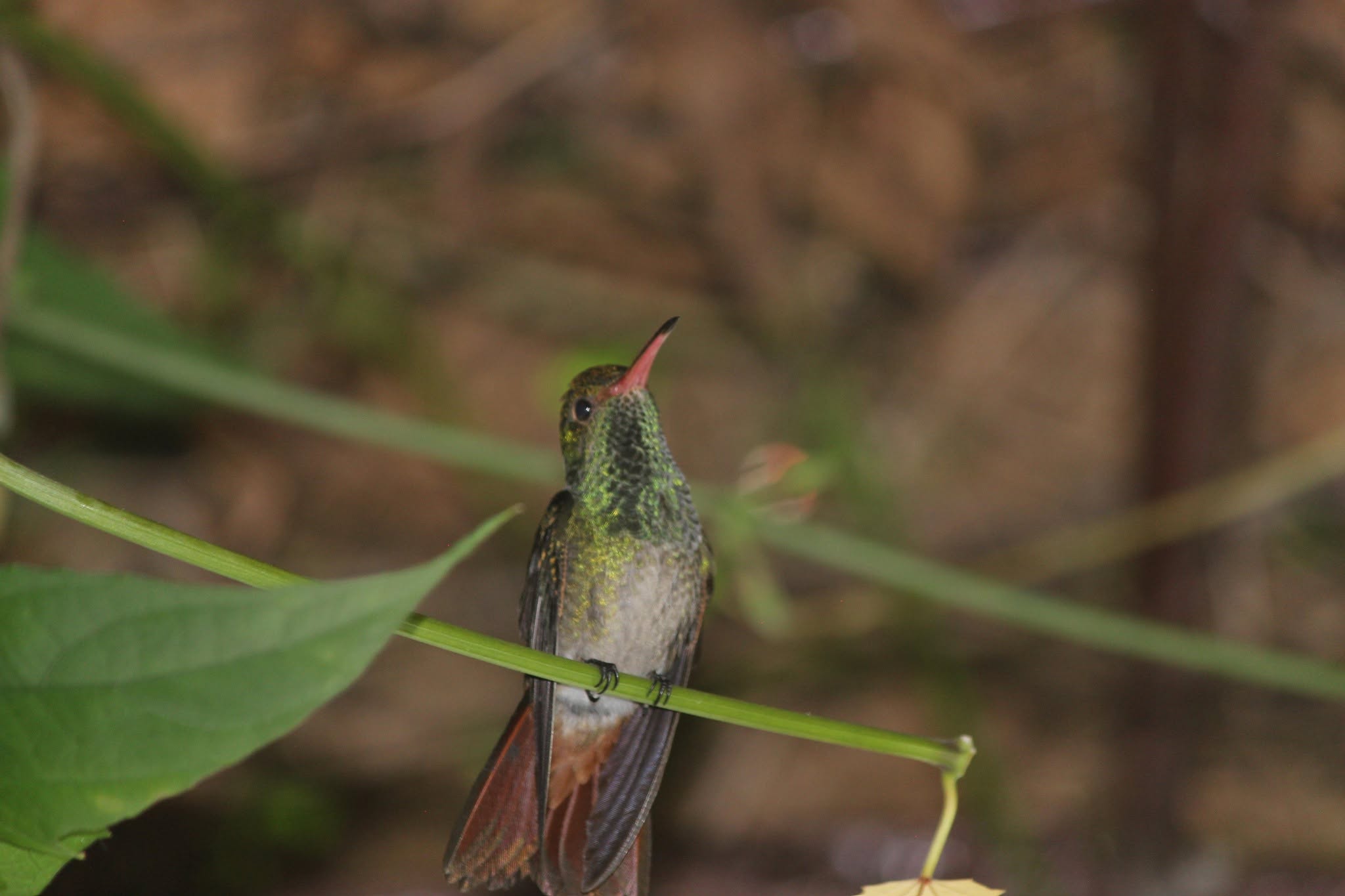 Colibrí de Cola Rojiza